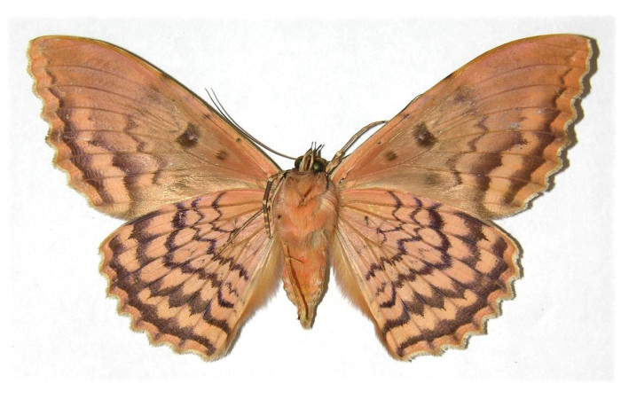 Fig. 15. Vista ventral de adulto macho de <i>Thysania zenobia</i> (Erebidae). Voucher: 94-SRNP-8594-DHJ313641.