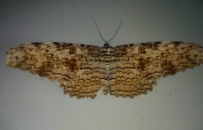 Fig. 12. Vista dorsal de adulto de <i>Thysania agrippina</i> (Erebidae). Foto, Brigitte Vílchez, parataxónoma, Inventario Lepidoptera, ACG. julio 2020.