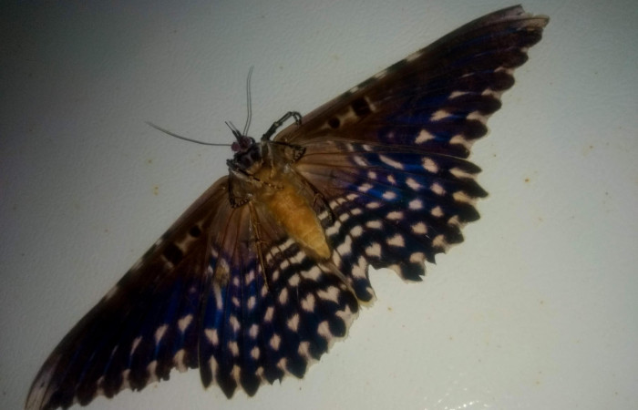 Fig. 13. Vista ventral de adulto de <i>Thysania agrippina</i> (Erebidae). Foto, Brigitte Vílchez, parataxónoma, Inventario Lepidoptera, ACG. julio 2020.