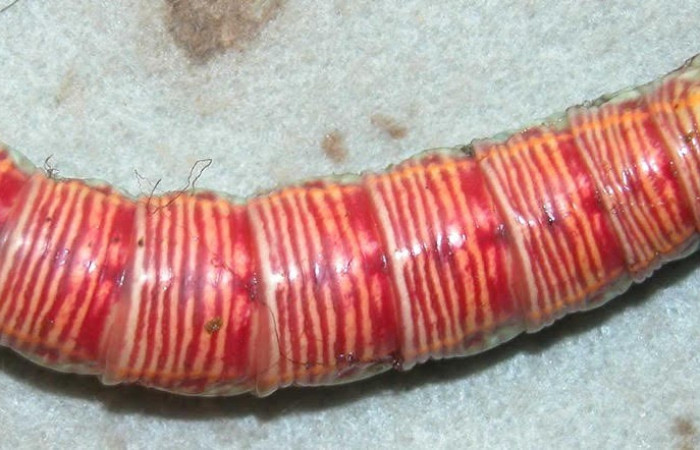 Figura 14. Prepupa de larva <i>Pachylia</i> ficusDHJ02 (Sphingidae). 03-SRNP-20518-DHJ90483.jpg..