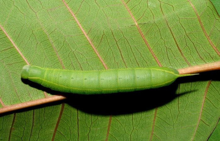 Figura 5. Larva <i>Pachylia</i> ficusDHJ02 (Sphingidae), Posición entero dorsal en la hoja de la planta <i>Ficus citrifolia</i> (Moraceae). 06-SRNP-32555-DHJ415791.jpg.