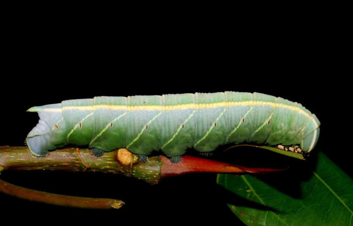 Figura 9. Larva <i>Pachylia</i> ficusDHJ02 (Sphingidae), Posición entero lateral en la hoja de la planta <i>Ficus citrifolia</i> (Moraceae). 07-SRNP-32474-DHJ421553.jpg.