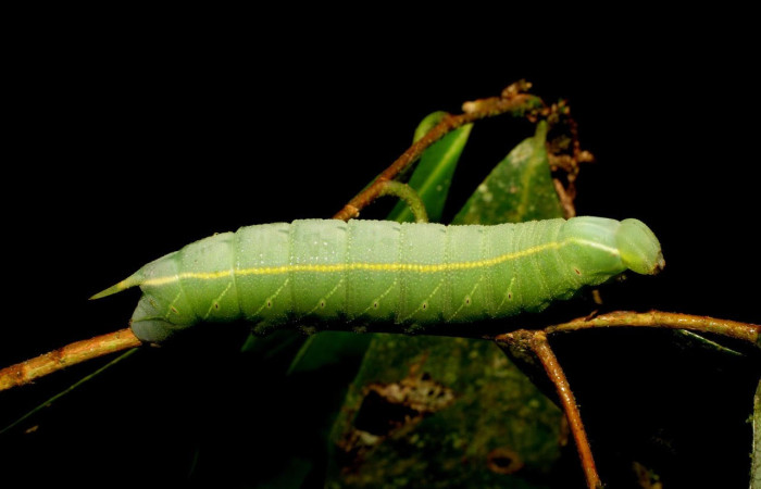 Figura 6. Larva <i>Pachylia</i> ficusDHJ02 (Sphingidae), Posición entero lateral en la hoja de la planta <i>Ficus citrifolia</i> (Moraceae). 07-SRNP-3340-DHJ426099.jpg.