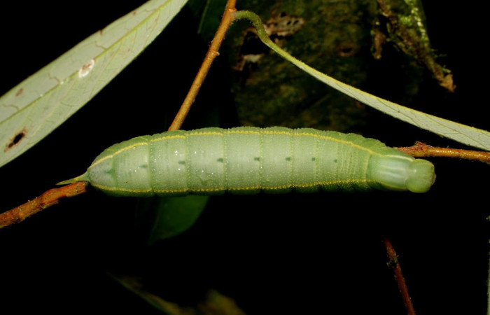 Figura 7. Larva <i>Pachylia</i> ficusDHJ02 (Sphingidae), Posición entero dorsal en la hoja de la planta <i>Ficus citrifolia</i> (Moraceae). 07-SRNP-3340-DHJ426100.jpg.