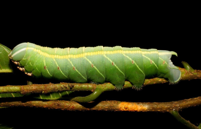 Figura 8. Larva <i>Pachylia</i> ficusDHJ02 (Sphingidae), Posición entero lateral en la hoja de la planta <i>Brosimum lactescens</i> (Moraceae). 07-SRNP-3377-DHJ426152.jpg.