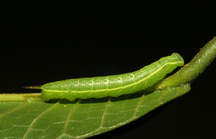 Figura 2. Larva <i>Pachylia</i> ficusDHJ02 (Sphingidae), Posición entero lateral en la hoja de la planta <i>Brosimum lactescens</i> (Moraceae). 07-SRNP-3408-DHJ426237.jpg.