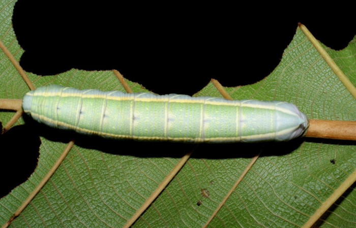 Figura 10. Larva <i>Pachylia</i> ficusDHJ02 (Sphingidae), Posición entero lateral en la hoja de la planta <i>Ficus citrifolia</i> (Moraceae). 08-SRNP-70715-DHJ444047.jpg.
