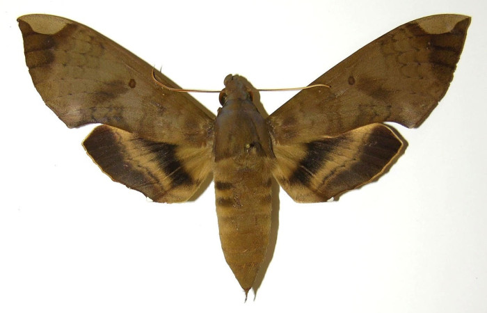 Figura 1. Adulto <i>Pachylia</i> ficusDHJ02 (Sphingidae), posición dorsal. Área de Conservación Guanacaste, Sector Santa Rosa. 86-SRNP-157-DHJ304334.
