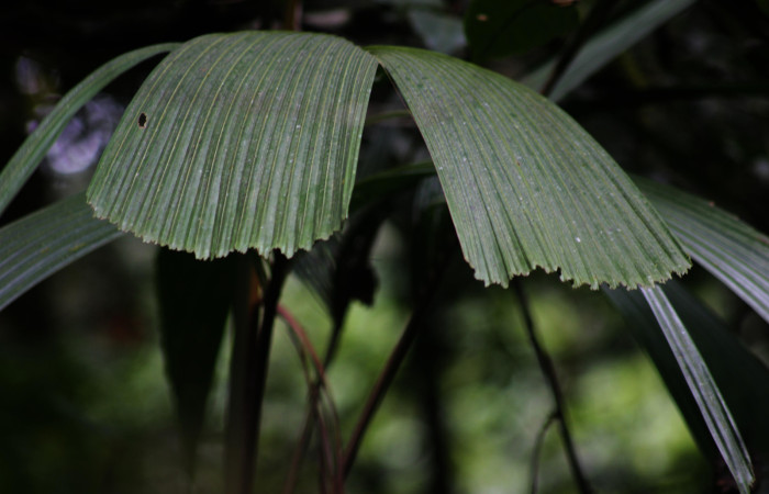 Fig. 04. Margen de hoja de <i>Reinhardtia latisecta</i> (Arecaceae). Estación Pitilla. Fotografía: Calixto Moraga, 26 Set. 2025.
