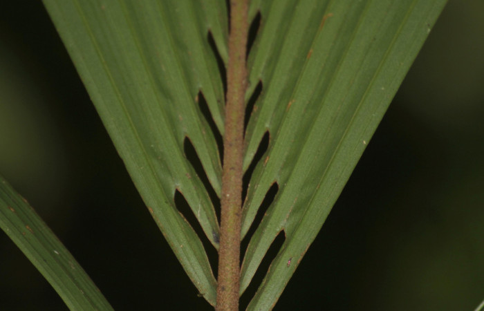 Fig. 05. Ventanas basales en hoja de <i>Reinhardtia latisecta</i> (Arecaceae). Estación Pitilla. Fotografía: Calixto Moraga, 26 Set. 2025.