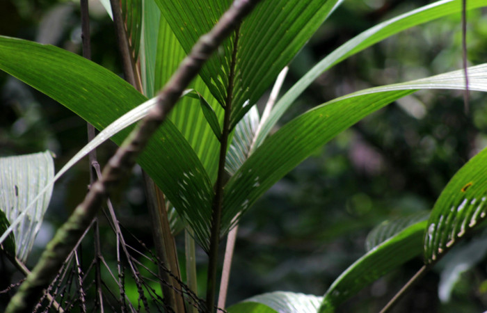 Fig. 06. Ventanas basales en hoja de <i>Reinhardtia latisecta</i> (Arecaceae). Estación Pitilla. Fotografía: Calixto Moraga, 26 Set. 2025.