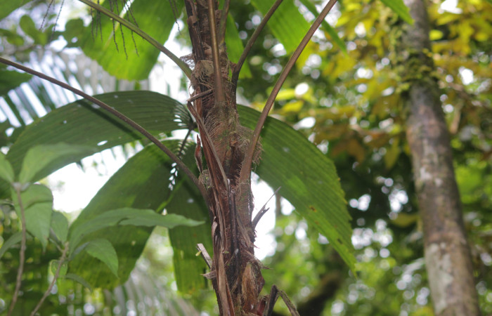 Fig. 07. Región apical del tallo de <i>Reinhardtia latisecta</i> (Arecaceae). Estación Pitilla. Fotografía: Calixto Moraga, 26 Set. 2025.