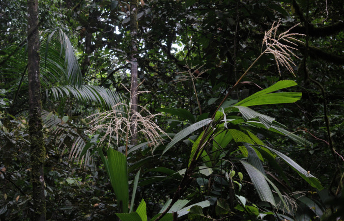 Fig. 09. Racimo floral de <i>Reinhardtia latisecta</i> (Arecaceae). Estación Pitilla. Fotografía: Calixto Moraga, 26 Set. 2025.