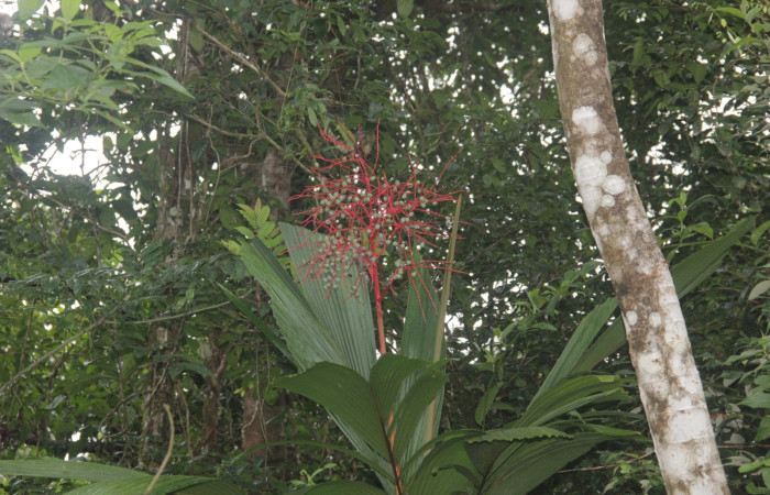 Fig. 11. Infrutescencia de <i>Reinhardtia latisecta</i> (Arecaceae). Estación Pitilla. Fotografía: Calixto Moraga, 19 Ene. 2025.