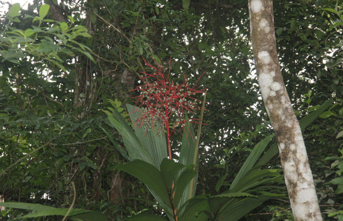 Fig. 12. Infrutescencia de <i>Reinhardtia latisecta</i> (Arecaceae). Estación Pitilla. Fotografía: Calixto Moraga, 19 Ene. 2025.