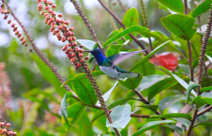 Fig. 1 White-necked Jacobin (Jacobino Nuquiblanco) <i>Florisuga mellivora</i> Trochilidae. Libando inflorescencia de <i>Sarcopera sessiliflora</i> (Marcgraviaceae). Estación Biológica Caribe ACG. 17 de Enero 2026; Fotografía. Roster Moraga Medina
