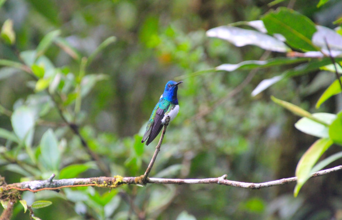 Fig. 2 White-necked Jacobin (Jacobino Nuquiblanco) <i>Florisuga mellivora</i> Trochilidae. Perchado cerca de <i>Sarcopera sessiliflora</i> (Marcgraviaceae). Estación Biológica Caribe ACG. 17 de Enero 2026; Fotografía. Roster Moraga Medina