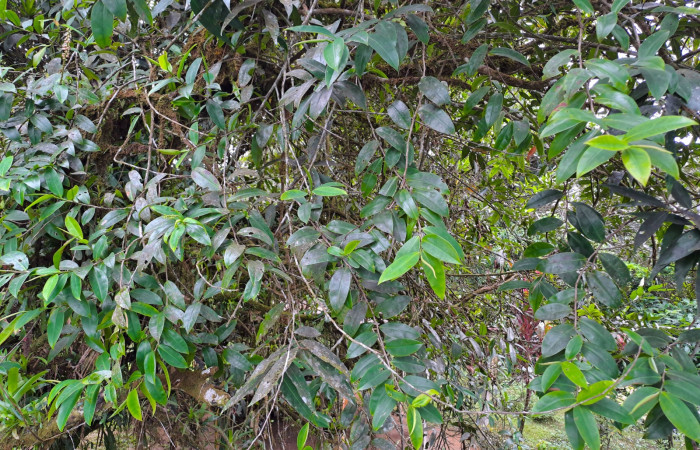 Fig. 3 Follage de <i>Sarcopera sessiliflora</i> (Marcgraviaceae). Estación Biologica Caribe ACG; 16 de Enero 2026 Fotografía. Roster Moraga