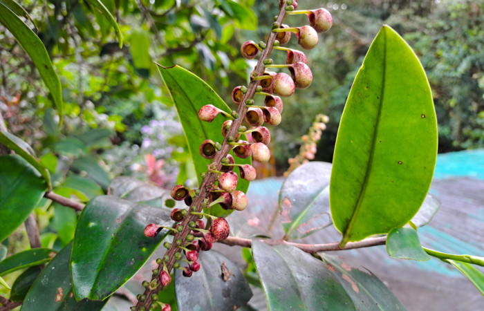 Fig. 4 Inflorescencia y hojas de <i>Sarcopera sessiliflora</i> (Marcgraviaceae). Estación Biologica Caribe ACG; 16 de Enero 2026 Fotografía. Roster Moraga