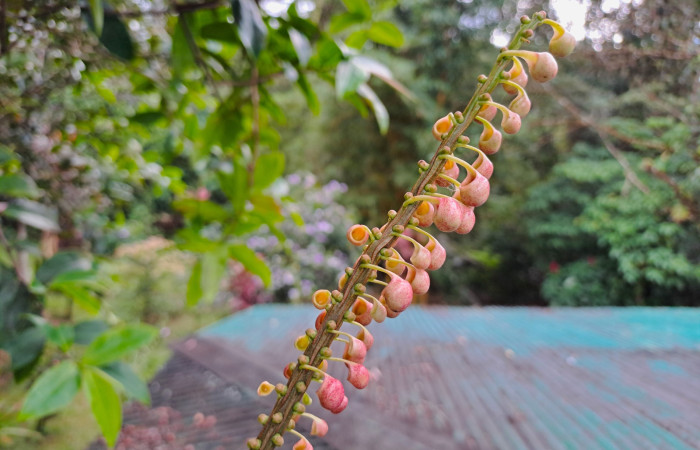 Fig. 5 Inflorescencia de <i>Sarcopera sessiliflora</i> (Marcgraviaceae). Estación Biologica Caribe ACG; 16 de Enero 2026 Fotografía. Roster Moraga