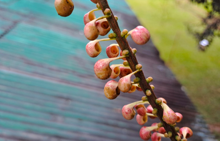 Fig. 6 Iflorescencia de <i>Sarcopera sessiliflora</i> (Marcgraviaceae). Estación Biologica Caribe ACG; 16 de Enero 2026 Fotografía. Roster Moraga
