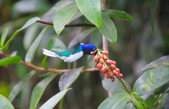 Fig. 8 White-necked Jacobin (Jacobino Nuquiblanco) <i>Florisuga mellivora</i> Trochilidae. Libando inflorescencia de <i>Sarcopera sessiliflora</i> (Marcgraviaceae). Estación Biológica Caribe ACG. 18 de Enero 2026; Fotografía. Roster Moraga Medina