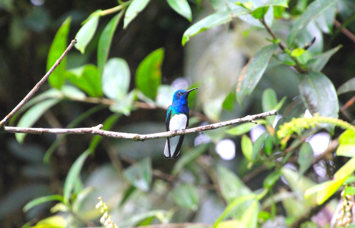 Fig. 9 White-necked Jacobin (Jacobino Nuquiblanco) <i>Florisuga mellivora</i> Trochilidae. Estación Biológica Caribe ACG. 18 de Enero 2026; Fotografía. Roster Moraga Medina