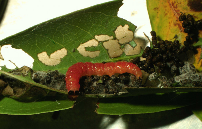 Fig. 6 Larva <i>Phostria truncatalis</i> en prepupa, mostrando la parte lateral entero. Voucher: 00-SRNP-15946-DHJ56069.jpg.