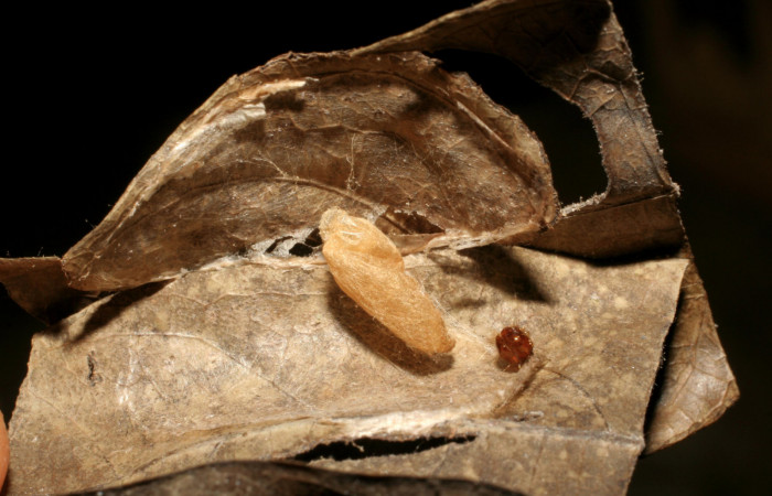 Fig. 8 Párasito de la familia Braconidae, <i>Alabagrus latreillei</i>, Voucher: 04-SRNP-24703-DHJ412094.jpg.