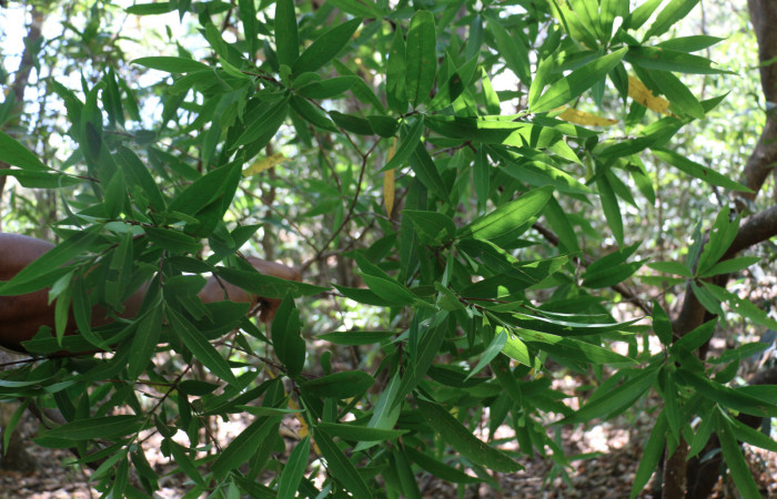 Fig.9 Planta <i>Alibertia</i> edulis (Rubiaceae), hospedera de la <i>Phostria truncatalis</i>,(Crambidae), Sector Mundo Nuevo, Sector Pailas. Foto  Elieth Cantillano 18 Marzo 2019.
