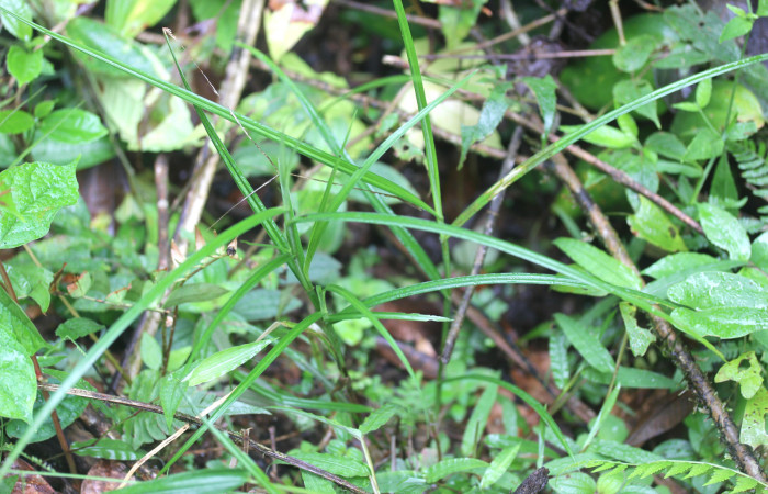 Fig.1. Plantulita de <i>Scleria secans</i> (Cyperaceae). Estación Pitilla. Fotografía: Manuel Rios, 16 Dici. 2025.