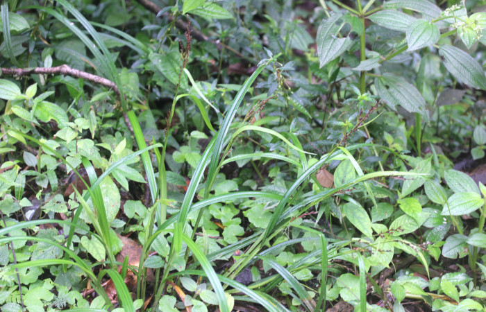 Fig.10. Mostrando planta con frutos de <i>Scleria melaleuca</i> (Cyperaceae). Estación Pitilla. Fotografía: Manuel Rios, 16 Dici. 2025.