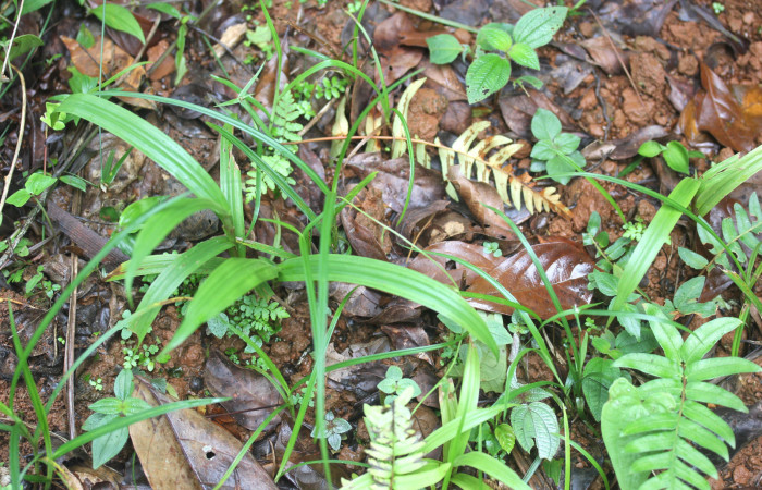 Fig.11. Mostrando tres especies <i>Sclerias</i>. Estación Pitilla. Fotografía: Manuel Rios, 16 Dici. 2025.