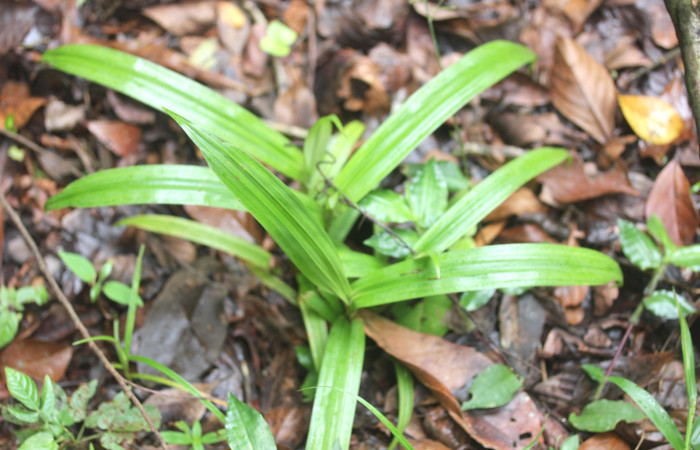 Fig.12.Planta juvenil de <i>Scleria latifolia</i> (Cyperaceae). Estación Pitilla. Fotografía: Manuel Rios, 16 Dici. 2025.