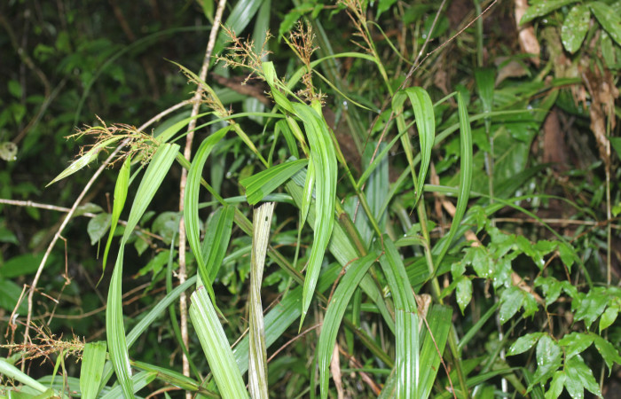 Fig.13.Planta de <i>Scleria latifolia</i>, con frutos (Cyperaceae). Estación Pitilla. Fotografía: Manuel Rios, 14 Ene. 2026.