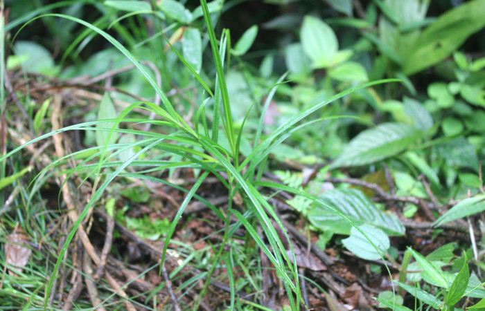 Fig.2. Plantulita de <i>Scleria secans</i> (Cyperaceae). Estación Pitilla. Fotografía: Manuel Rios, 16 Dici. 2025.