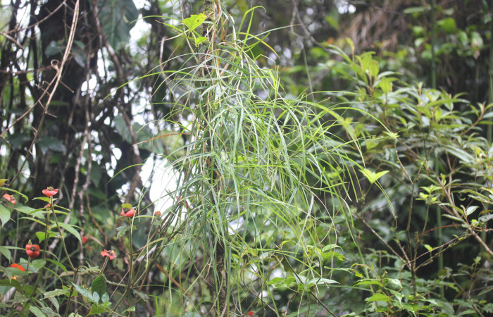 Fig.4. Mostrando planta de <i>Scleria secans</i> (Cyperaceae). Estación Pitilla. Fotografía: Manuel Rios, 16 Dici. 2025.