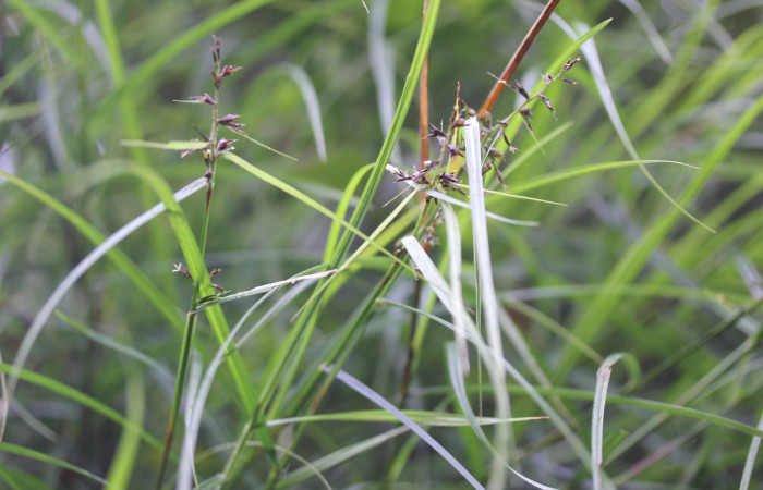 Fig.5. Frutos de <i>Scleria secans</i> (Cyperaceae). Estación Pitilla. Fotografía: Manuel Rios, 16 Dici. 2025.
