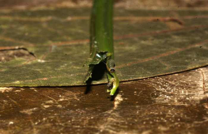 Fig.6. Mostrando hoja de <i>Scleria secans</i>, con larva de hespBioLep01 BioLep12 en posición frontal. Voucher : 21-SRNP-31693-DHJ787852..jpg.
