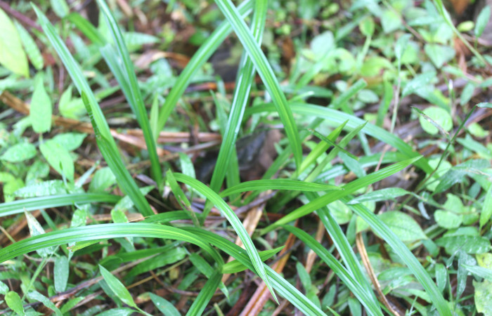 Fig.9. Mostrando planta de <i>Scleria melaleuca</i> (Cyperaceae). Estación Pitilla. Fotografía: Manuel Rios, 16 Dici. 2025.