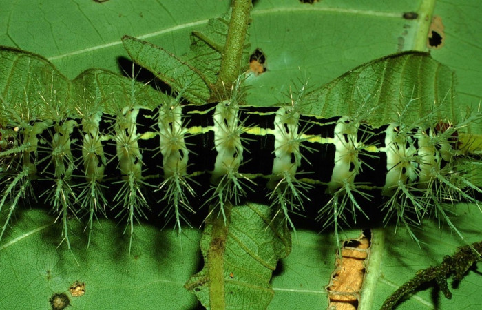 Fig.11 Larva, <i>Molippa </i> tusinaICHG02, Saturniidae, último estadío, se alimenta <i>Inga oerstediana</i>, (Fabaceae), dorsal entero. Voucher: 01-SRNP-2029-DHJ60715.jpg. 