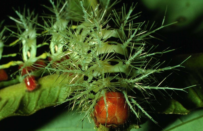 Fig.12 Larva, <i>Molippa </i> tusinaICHG02, Saturniidae, último estadío, se alimenta <i>Inga oerstediana</i>, (Fabaceae), cabeza. Voucher: 01-SRNP-2029-DHJ60718.jpg. 