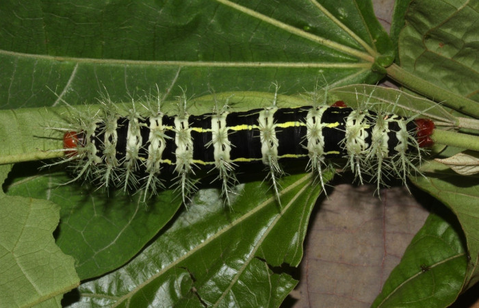 Fig.13 Larva, <i>Molippa </i> tusinaICHG02, Saturniidae, último estadío, se alimenta <i>Hampea appendiculata</i>, (Malvaceae), dorsal entero. Voucher: 20-SRNP-31622-DHJ778292.jpg. 