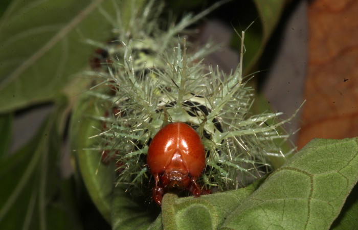 Fig.16 Larva, <i>Molippa</i> tusinaICHG02,, Saturniidae, último estadío, se alimenta <i>Hampea appendiculata</i>, (Malvaceae), cabeza. Voucher: 20-SRNP-31622-DHJ778300.jpg. 