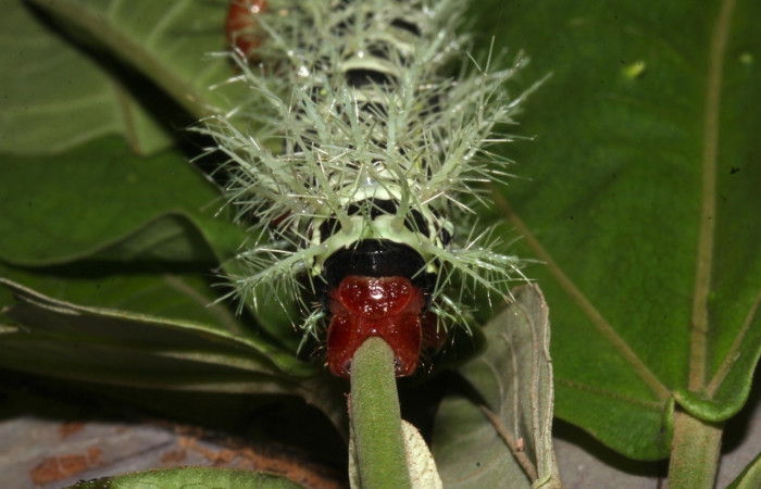 Fig.17 Larva, <i>Molippa </i> tusinaICHG02,, Saturniidae, último estadío, se alimenta <i>Hampea appendiculata</i>, (Malvaceae), trasero. Voucher: 20-SRNP-31622-DHJ778303.jpg. 