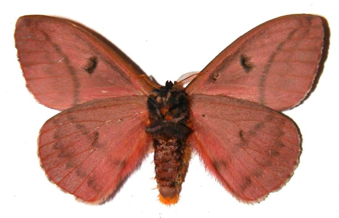Fig.2 Adulto <i>Molippa</i> tusinaICHG02, Saturniidae, macho mostrando la parte ventral. Voucher: 01-SRNP-2033-DHJ36459. 