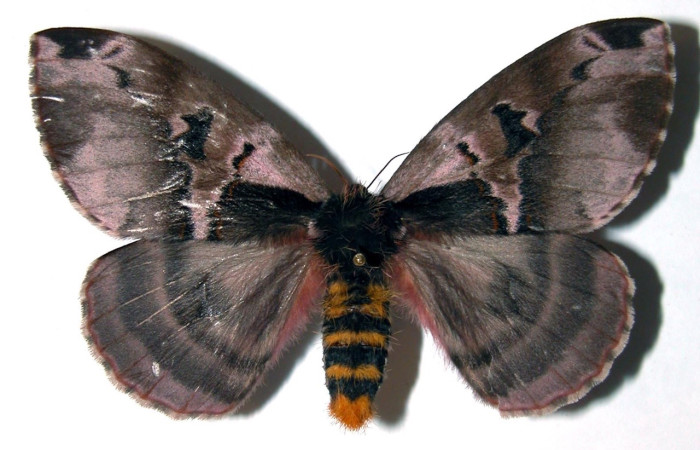 Fig.3 Adulto <i>Molippa</i>tusinaICHG02, Saturniidae, hembra mostrando la parte dorsal. Voucher: 00-SRNP-11586-DHJ91518. 