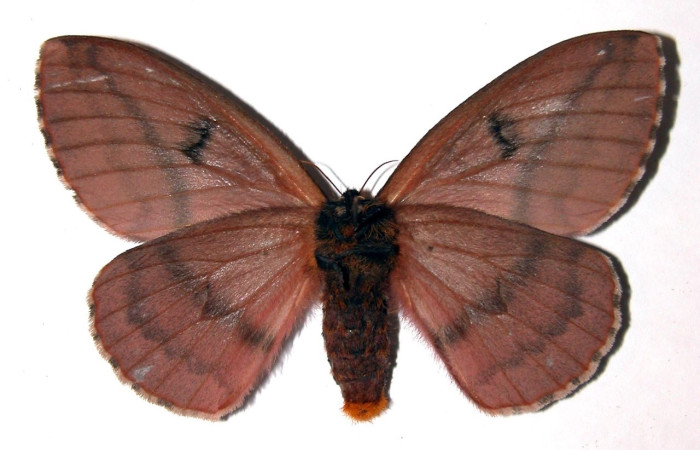 Fig.4 Adulto <i>Molippa </i>tusinaICHG02, Saturniidae, hembra mostrando la parte ventral. Voucher: 00-SRNP-11586-DHJ91519. 