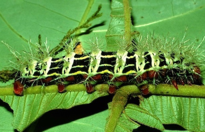 Fig.5 Larva, <i>Molippa</i> tusinaICHG02, Saturniidae, último estadío, se alimenta Inga oerstediana, (Fabaceae), lateral entero. Voucher: 01-SRNP-2029-DHJ60706.jpg. 