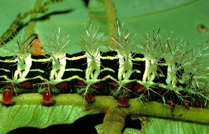 Fig.6 Larva, <i>Molippa </i> tusinaICHG02,  Saturniidae, último estadío, se alimenta <i>Inga oerstediana</i>, (Fabaceae), lateral central. Voucher: 01-SRNP-2029-DHJ60707.jpg. 